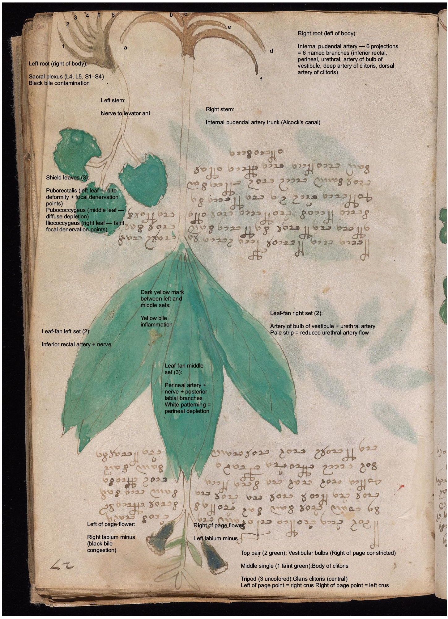 Labelled diagram of Folio 27r